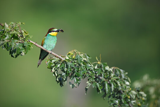 European bee-eater perched on branch caught bumble-bee