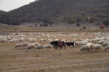 Flock with sheep grazing in a meadow in the mountains