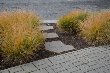 This graceful Fountain Grass remains a top favorite ornamental grass. Its lovely blush-colored...