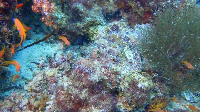 Scorpionfish camouflage on the reef in maldives
