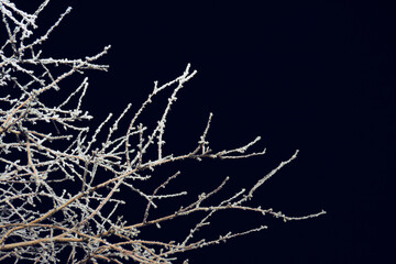 Ice-covered branches of an apple tree on a winter night illuminated by a lantern