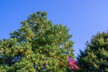 Bright foliage colors in Autumn, Riehen Switzerland