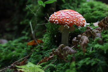 Closeup of amanita muscaria mushroom in forest