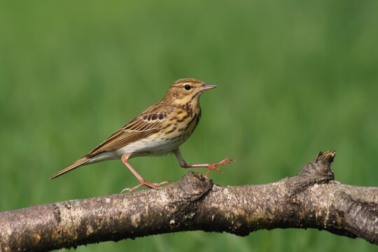 Tree pipit. Bird in spring forest. Anthus trivialis