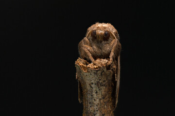 moths of kerala and india