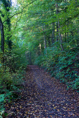 Obraz premium Bright foliage colors in Autumn, Riehen Switzerland