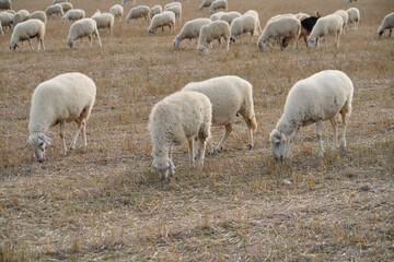 Fototapeta premium Flock with sheep grazing in a meadow in the mountains