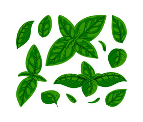 Fresh green basil leaves set. Flat natural fresh food herb leaf isolated on white, cooking ingredient for pizza, pasta, pesto sauce. Vector illustration for web, menu, design, app, print.