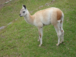 リャマ