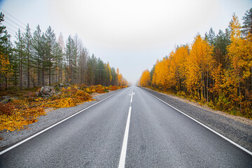 Asphalt road in the autumn foggy forest. Travels.