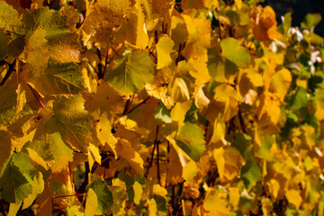 Brightly colored leaves of grapevines in autumn