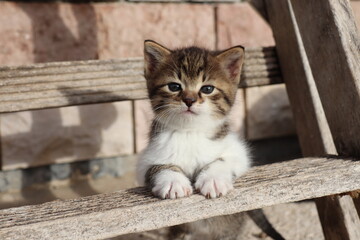 Gattino su scala di legno