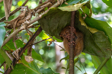 Tarsier in Bohol Conservation Area on a sunny day, Philippines