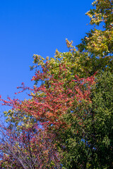 Bright foliage colors in Autumn, Riehen Switzerland