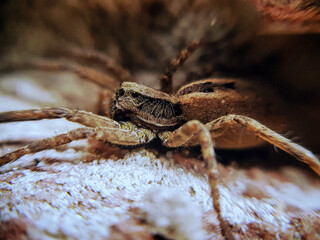 Araña peluda