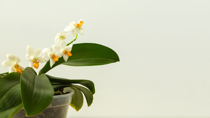 Orchid phalaenopsis hybrid Mini Mark Maria Teresa