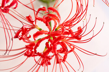 red Spider Lily Flower