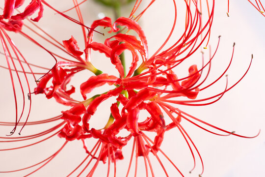 Red Spider Lily Images Browse 24 439 Stock Photos Vectors And Video Adobe Stock Red Spider Lily Images Browse 24 439 Stock Photos Vectors And Video Adobe Stock