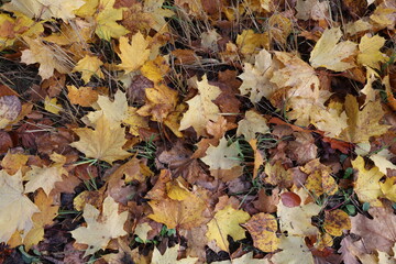 Maple leaves lie in the grass in autumn