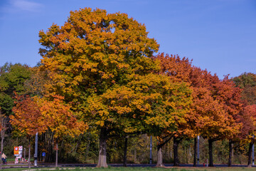 Naklejka premium Bright foliage colors in Autumn, Riehen Switzerland