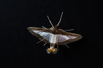 moths of kerala  and india © prasanth