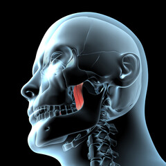 3d Illustration of the Medial Pterygoid Muscles Anatomical Position on Xray Body © MadiGraphics
