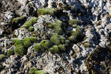 moss on rock