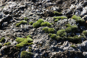 moss on a big rock