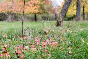 red apples rotten on ground of meadow with scattered fruit trees