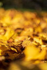 Fallen autumn maple leaves lying on the ground under sunset light. Shallow depth of field. Selective focus at the central leaf.