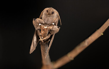 moths of kerala  and india
