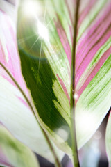 ワイキキの観葉植物