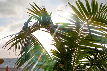 Obraz na płótnie Canvas 椰子の木