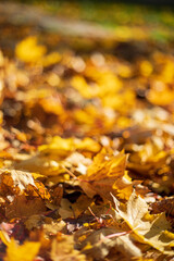 Fallen autumn maple leaves lying on the ground under sunset light. Shallow depth of field. Selective focus at the central leaf.