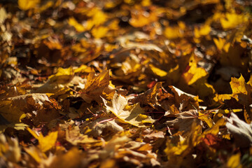 Fallen autumn maple leaves lying on the ground under sunset light. Shallow depth of field. Selective focus at the central leaf.