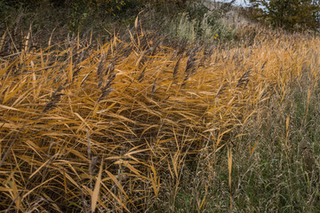Fototapeta premium Autumn scenery in Malmö Skåne Sweden