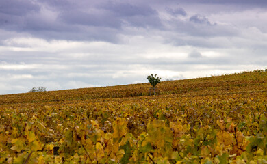 vignes,hamp, paysage, ciel, nature, prairie, vert, bleu, automnal, &eacute;t&eacute;, gazon, fleur, nuage, jaune, agricultura, arbre, printemps, plante, rural, ferme, nuage, soleil, campagne, ext&eacute;rieur, chute, hori