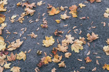 Dry fallen maple leaves on the asphalt of a city street