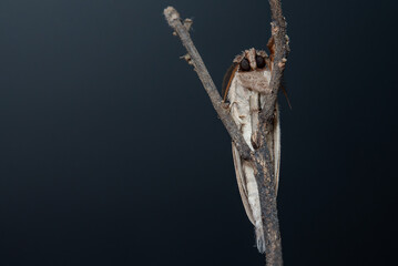 moths of kerala  and india