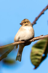 Hedge sparrow or Dunnock, (Prunella modularis) bird perched on a shrub branch which is a common garden songbird bird found in the UK and Europe stock photo image