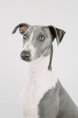 A small gray whippet in the studio

