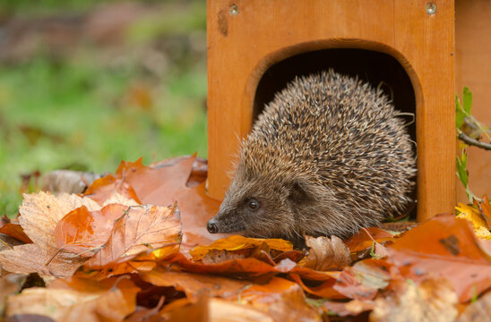 Hedgehog in a house (Scientific name: Erinaceus Europaeus) wild, free roaming hedgehog, taken from a wildlife garden hide to monitor health and population of this declining mammal, space for copy	