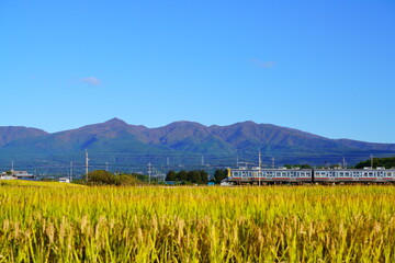 Fototapeta premium 赤城山と稲穂とローカル線