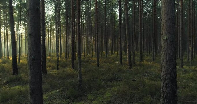 Moving between pine trees in forest in early summer morning at sunrise