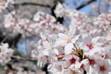 日本の桜、ソメイヨシノ