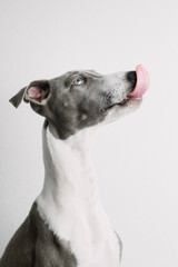 A small gray whippet in the studio

