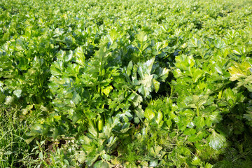 Closeup of fresh green celery leaves on large plantation in sunny day..