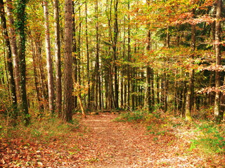 Fototapeta premium Photo of trail covered with autumn leaves in the middle of the forest