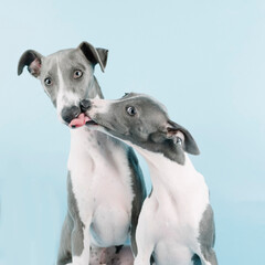 A few little whippet brothers in the studio