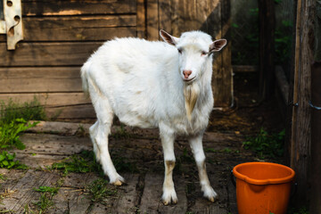 Obraz premium Domestic Goat Stands in a Pen on the Farm